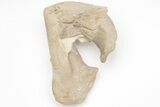 Mosasaur Quadrate (Jaw Bone) w/ Shark Tooth - Smoky Hill Chalk #208109-1